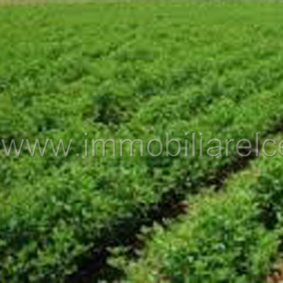 Terreno agricolo seminativo – Azzano Decimo – rif.# IMV-E05/15